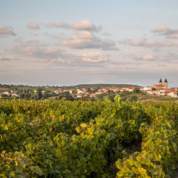 Vins & Crus du Beaujolais 2019 - vignes à Régnié